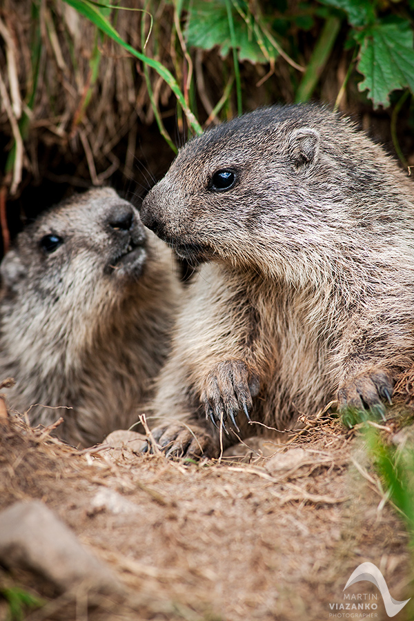 svišť vrchovský tatranský, svišť alpský, Marmota marmota latirostris, vysoké tatry, wildlife, photo, foto, marmot, high tatras, Murmeltiere, alpenmulmentier