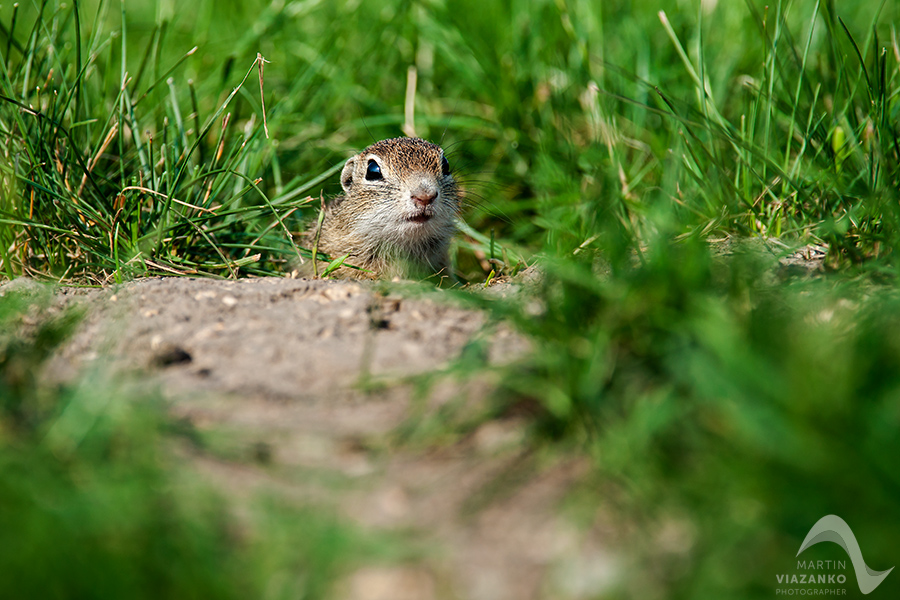 Syseľ pasienkový, syseľ obyčajný, Spermophilus citellus, Citellus citellus, hlodavec, wildlife, photo, foto, divoká príroda