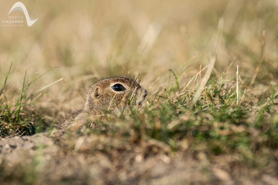 Syseľ pasienkový, syseľ obyčajný, Spermophilus citellus, Citellus citellus, hlodavec, wildlife, photo, foto, divoká príroda